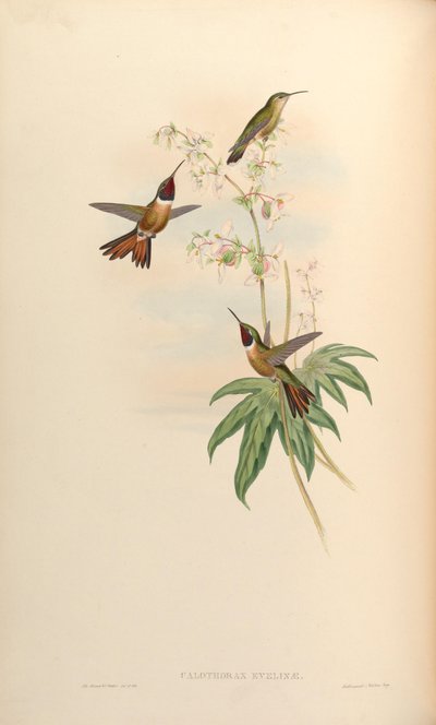 Calothorax evelinae = Calliphlox evelynae de John Gould